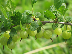 Hinnonmaki Green Gooseberry (Ribes uva-crispa 'Hinnonmaki Green') at Stonegate Gardens