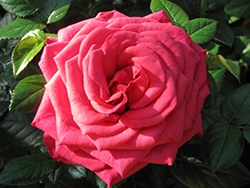 Spot Meillandina Rose (Rosa 'MEIdipser') at A Very Successful Garden Center