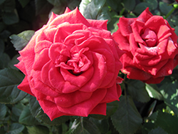 Prince Meillandina Rose (Rosa 'MEIrutral') at A Very Successful Garden Center