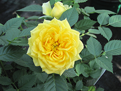 Golden Meillandina Rose (Rosa 'MEIcupag') at Stonegate Gardens