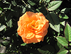 Orange Meillandina Rose (Rosa 'MEIjikatar') at Lakeshore Garden Centres