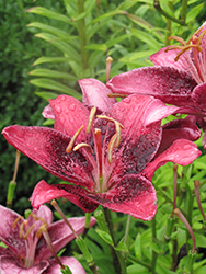Purple Eye Lily (Lilium 'Purple Eye') at A Very Successful Garden Center