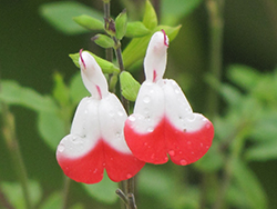 Hot Lips Sage (Salvia microphylla 'Hot Lips') at A Very Successful Garden Center
