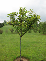 Nizetii Sycamore Maple (Acer pseudoplatanus 'Nizetii') at A Very Successful Garden Center