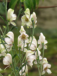 Common White Monkshood (Aconitum napellus 'Album') at A Very Successful Garden Center