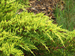 Daub's Frosted Juniper (Juniperus x media 'Daub's Frosted') at Stonegate Gardens