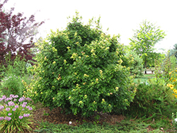 Postelense Hedge Maple (Acer campestre 'Postelense') at Stonegate Gardens