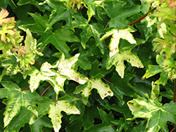 Postelense Hedge Maple (Acer campestre 'Postelense') at Lakeshore Garden Centres