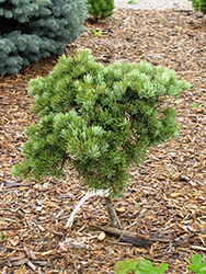 Masonic Broom White Fir (Abies concolor 'Masonic Broom') at A Very Successful Garden Center