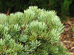 Masonic Broom White Fir (Abies concolor 'Masonic Broom') at A Very Successful Garden Center
