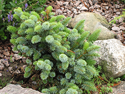 Silver Dwarf Sitka Spruce (Picea sitchensis 'Silberzwerg') at A Very Successful Garden Center
