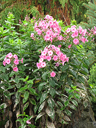 Shortwood Garden Phlox (Phlox paniculata 'Shortwood') at A Very Successful Garden Center