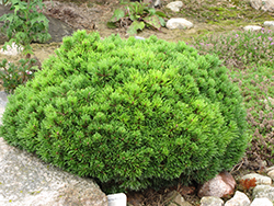 Mops Mugo Pine (Pinus mugo 'Mops') at A Very Successful Garden Center