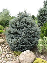 Corbet Blue Spruce (Picea pungens 'Corbet') at Stonegate Gardens