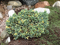 Floreant Juniper (Juniperus squamata 'Floreant') at A Very Successful Garden Center
