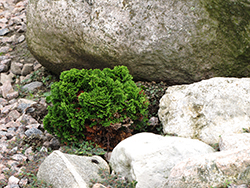 Stoneham Hinoki Falsecypress (Chamaecyparis obtusa 'Stoneham') at A Very Successful Garden Center