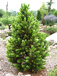 Formal Form Bristlecone Pine (Pinus aristata 'Formal Form') at A Very Successful Garden Center