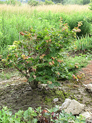 Microphyllum Full Moon Maple (Acer shirasawanum 'Microphyllum') at A Very Successful Garden Center