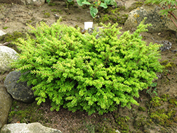 Loowit Japanese Hemlock (Tsuga diversifolia 'Loowit') at A Very Successful Garden Center