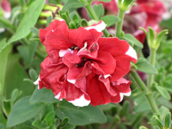 Double Madness Red and White Petunia (Petunia 'Double Madness Red and White') at A Very Successful Garden Center
