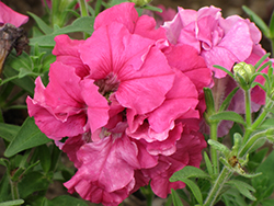Double Madness Rose Double Petunia (Petunia 'PAS3157') at A Very Successful Garden Center