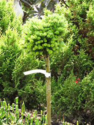 Silberperle Korean Fir (tree form) (Abies koreana 'Silberperle (tree form)') at Stonegate Gardens