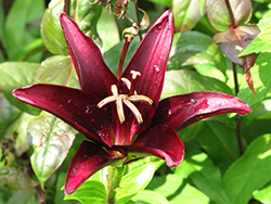 Landini Lily (Lilium 'Landini') at Stonegate Gardens
