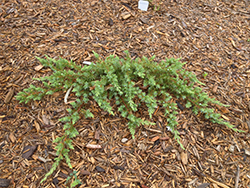 Schlager Shore Juniper (Juniperus conferta 'Schlager') at A Very Successful Garden Center