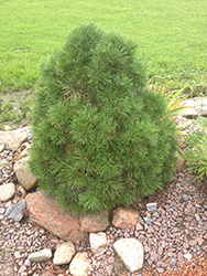 Moseri Scotch Pine (Pinus sylvestris 'Moseri') at A Very Successful Garden Center