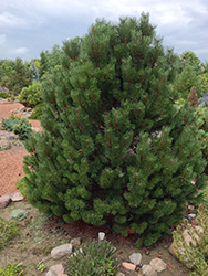 Fastigiate Mugo Pine (Pinus mugo 'Fastigiata') at A Very Successful Garden Center