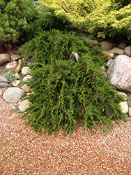 Weeping Redcedar (Juniperus virginiana 'Pendula') at A Very Successful Garden Center