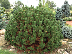 Upright Golden Mugo Pine (Pinus mugo 'Aurea Fastigiata') at Lakeshore Garden Centres