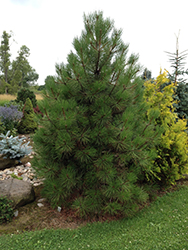 Washoe Pine (Pinus washoensis) at A Very Successful Garden Center