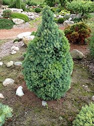 Sander's Blue Dwarf Spruce (Picea glauca 'Sander's Blue') at A Very Successful Garden Center