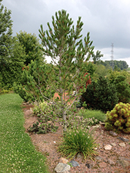 Whitebark Pine (Pinus albicaulis) at A Very Successful Garden Center