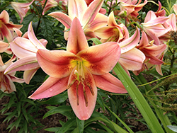 Montego Bay Lily (Lilium 'Montego Bay') at A Very Successful Garden Center