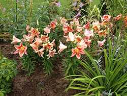 Montego Bay Lily (Lilium 'Montego Bay') at Stonegate Gardens