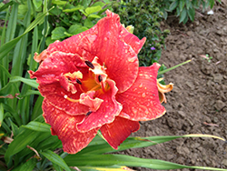 Moses Fire Daylily (Hemerocallis 'Moses Fire') at A Very Successful Garden Center