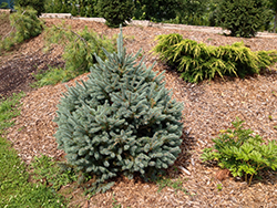 Compact Engelmann Spruce (Picea engelmannii 'Compacta') at A Very Successful Garden Center