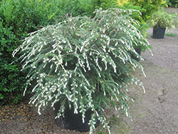 Albospica Hemlock (Tsuga canadensis 'Albospica') at A Very Successful Garden Center