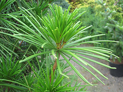 Joe Kozey Umbrella Pine (Sciadopitys verticillata 'Joe Kozey') at Stonegate Gardens
