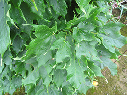 Monumentale Sugar Maple (Acer saccharum 'Monumentale') at Stonegate Gardens