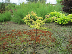 Gee Whiz Baldcypress (Taxodium distichum 'Gee Whiz') at A Very Successful Garden Center