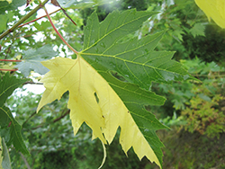 Tigertail Silver Maple (Acer saccharinum 'Tigertail') at A Very Successful Garden Center