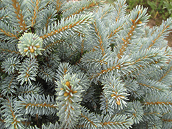 Horstmann Colorado Spruce (Picea pungens 'Horstmann') at Stonegate Gardens