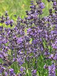 English Lavender (Lavandula angustifolia) at A Very Successful Garden Center