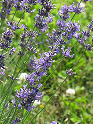 Purple Bouquet Lavender (Lavandula angustifolia 'Purple Bouquet') at Lakeshore Garden Centres