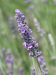 Royal Velvet Lavender (Lavandula angustifolia 'Royal Velvet') at A Very Successful Garden Center