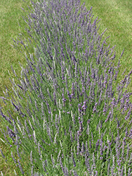 Fat Spike Lavender (Lavandula x intermedia 'Grosso') at Stonegate Gardens