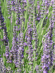 Fat Spike Lavender (Lavandula x intermedia 'Grosso') at Stonegate Gardens